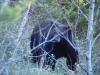 Ontario Bear hunt with Pickerel Lake Outfitters